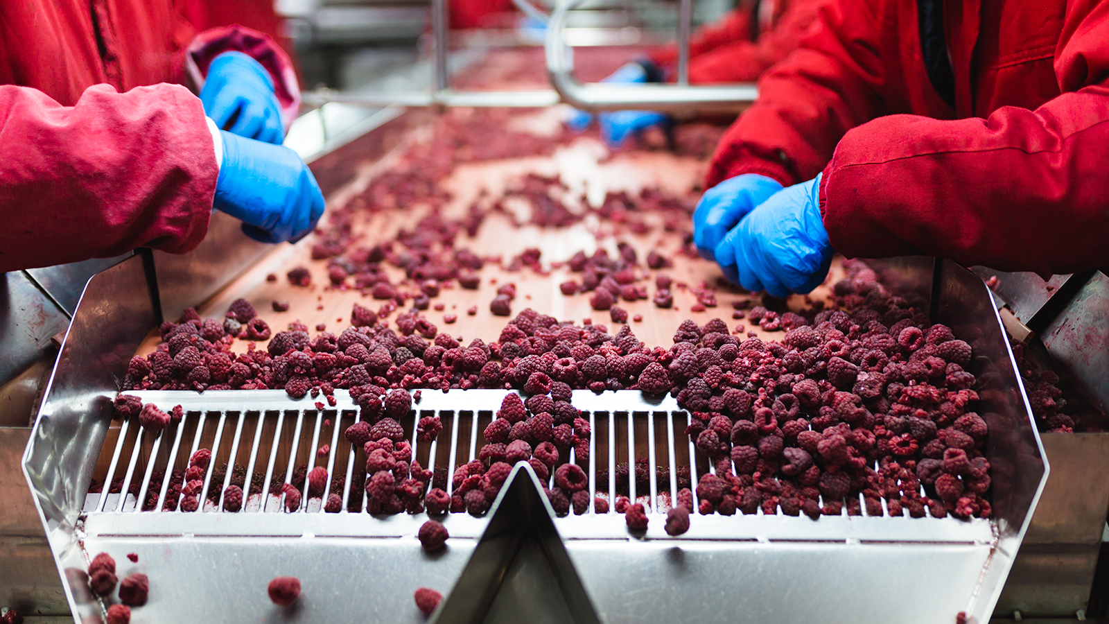 Medewerkers met blauwe wegwerphandschoenen sorteren frambozen op een productielijn.