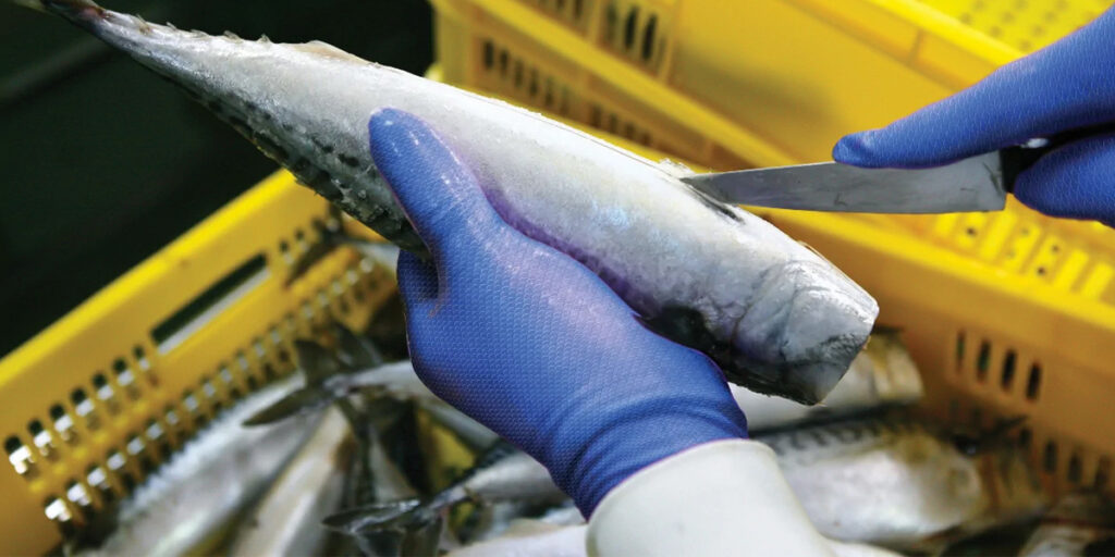 Afbeelding van handen met blauwe handschoenen snijden vis in verwerkingsomgeving