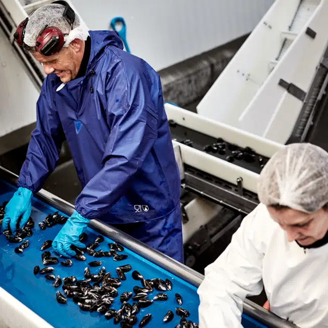 Medewerker in blauwe ELKA Food-beschermkleding sorteert mosselen aan een transportband in een voedselverwerkende omgeving.