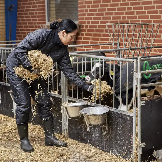 Medewerker in zwarte ELKA Thermo-beschermkleding voert stro aan kalveren in een stal.