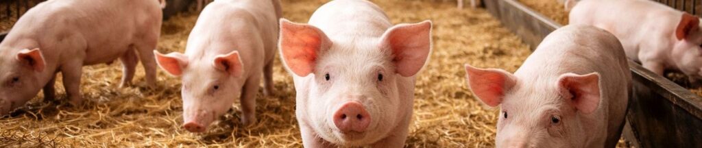 Young pigs in a pig barn environment