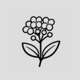 Icon of a mustard plant