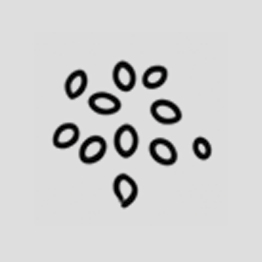 Icon of sesame seeds