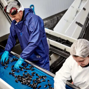 Worker wearing blue ELKA Food protective clothing sorting mussels on a conveyor belt in a food processing environment.